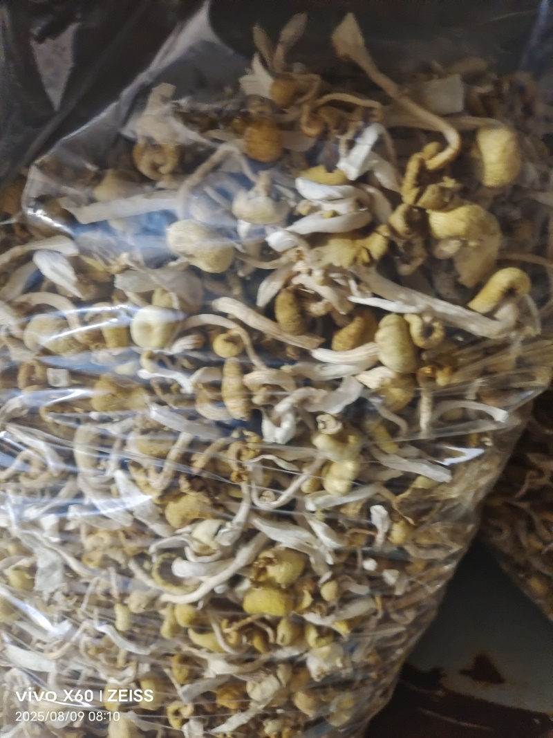 干鸡油菌