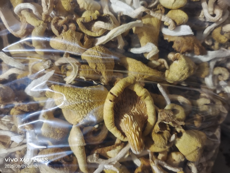 干鸡油菌
