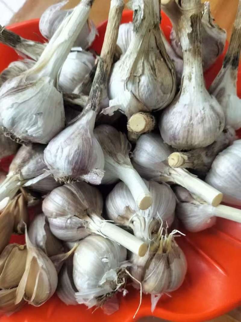 蒜苗种子红根蒜苗种子红根蒜苗专用蒜种