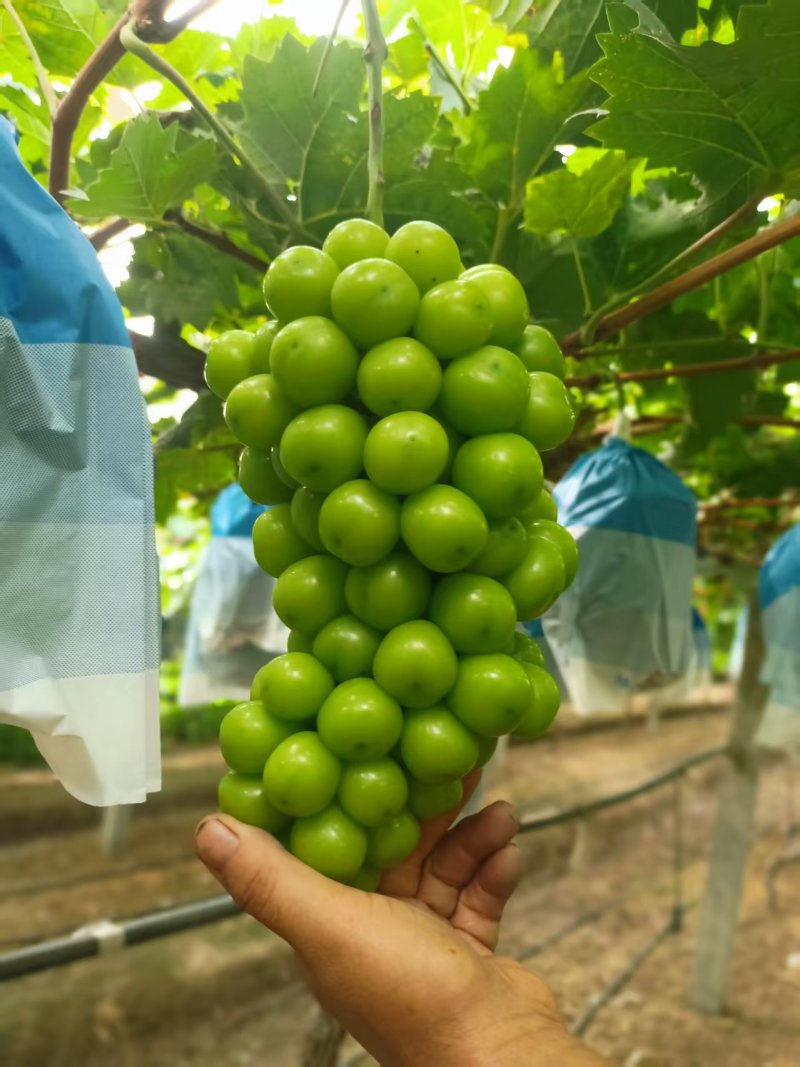 阳光玫瑰葡萄