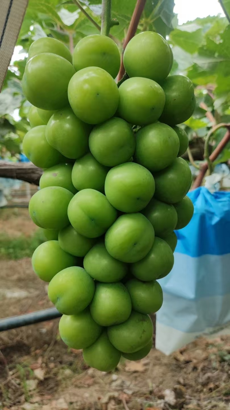 阳光玫瑰葡萄