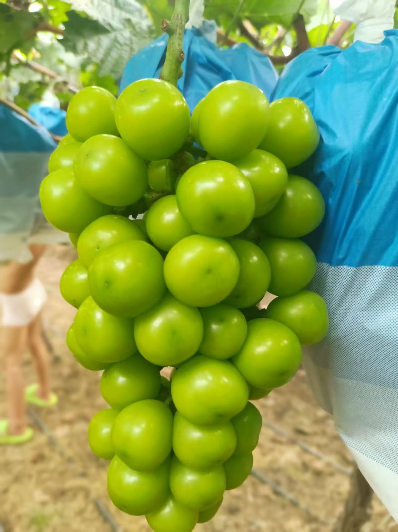 阳光玫瑰葡萄