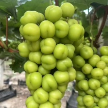 阳光玫瑰