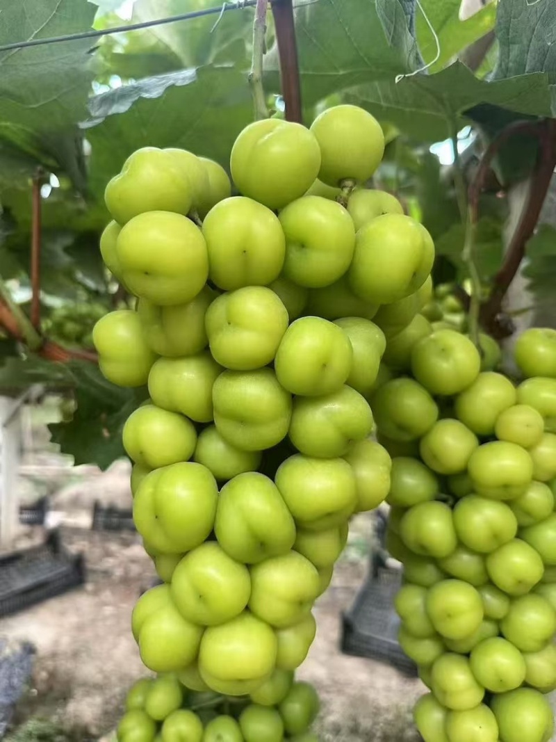 阳光玫瑰