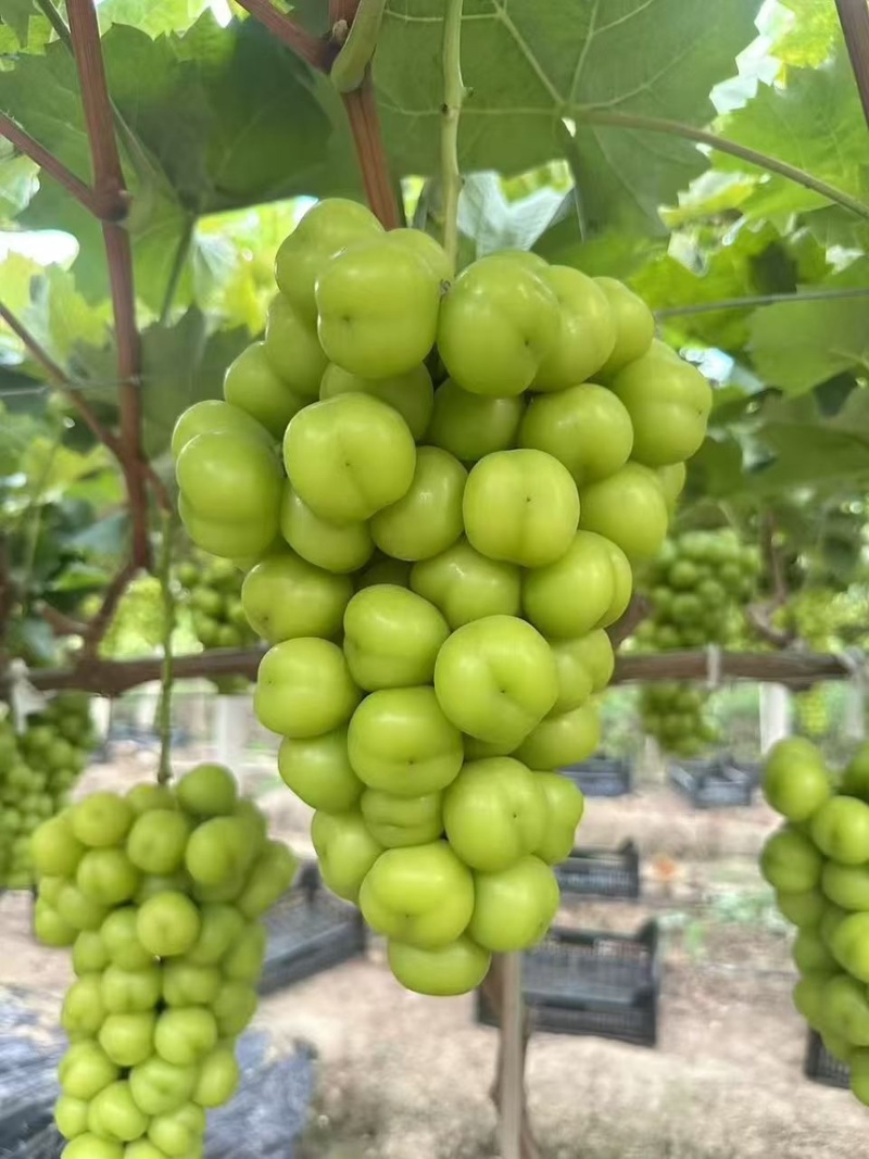 阳光玫瑰