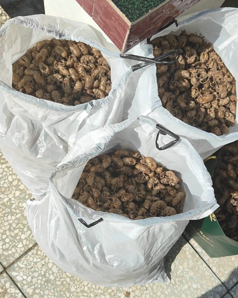 蝉蜕精选好货规格齐全长期有货正品保障
