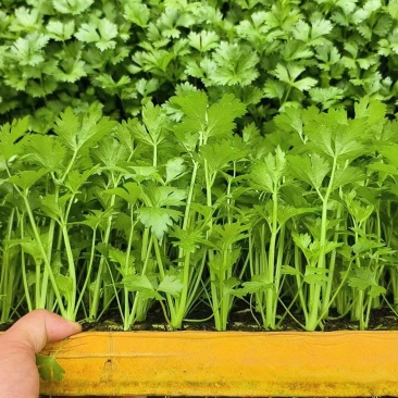 芹菜苗西芹苗云南芹菜苗品种全现挖现发成活率高