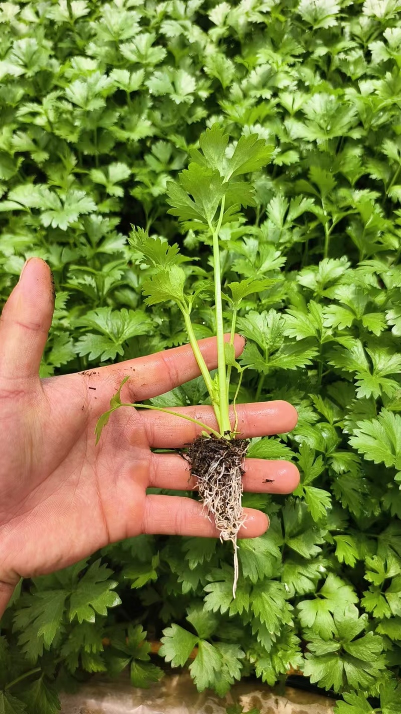 芹菜苗西芹苗云南芹菜苗品种全现挖现发成活率高
