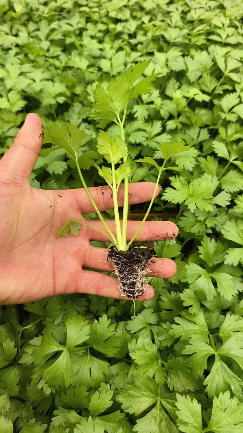 芹菜苗西芹苗云南芹菜苗品种全现挖现发成活率高