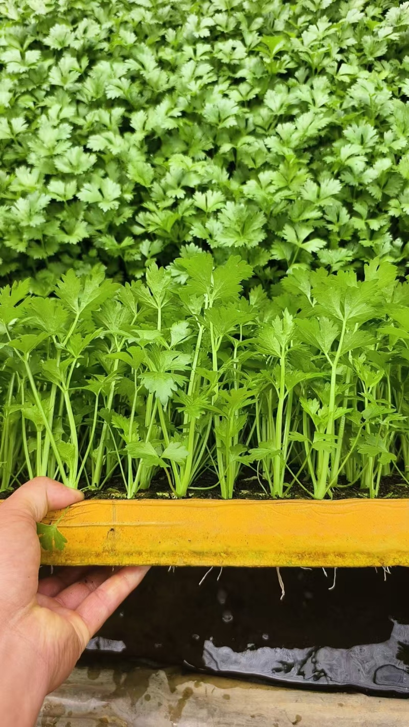 芹菜苗西芹苗云南芹菜苗品种全现挖现发成活率高