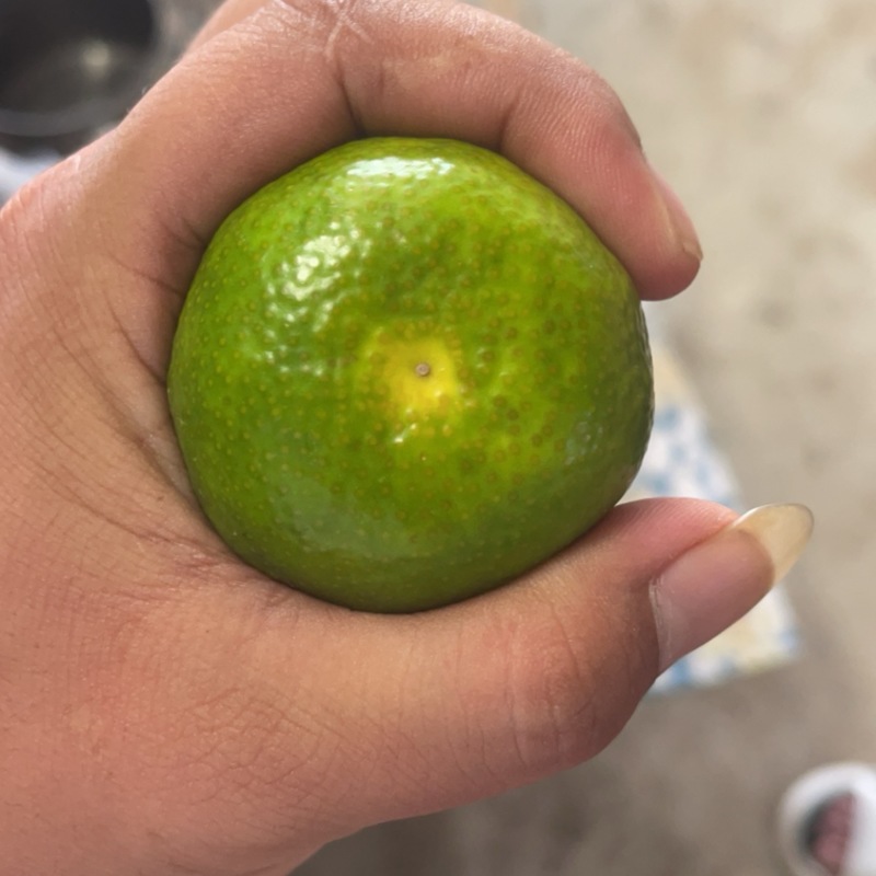 蜜橘