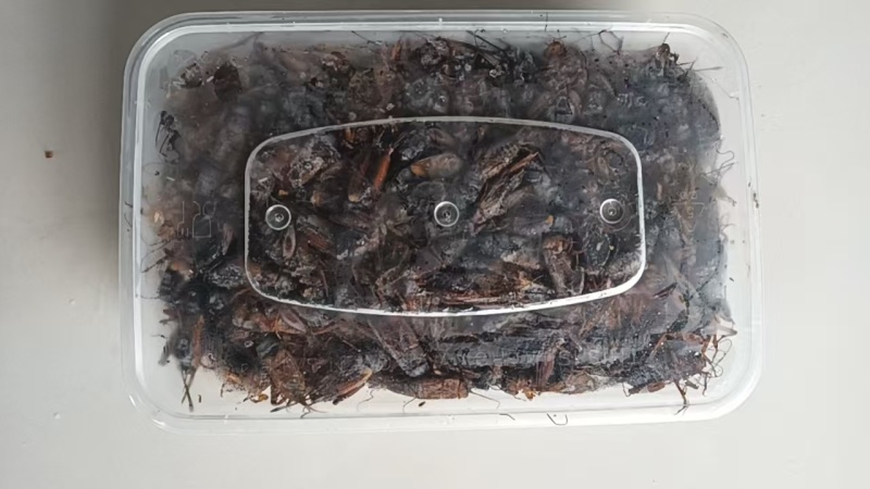 双斑油葫芦蟋蟀自家养殖场月供货5000斤，品质保证价格美