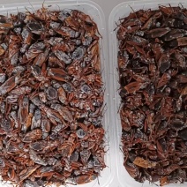 双斑油葫芦蟋蟀自家养殖场月供货5000斤，品质保证价格美