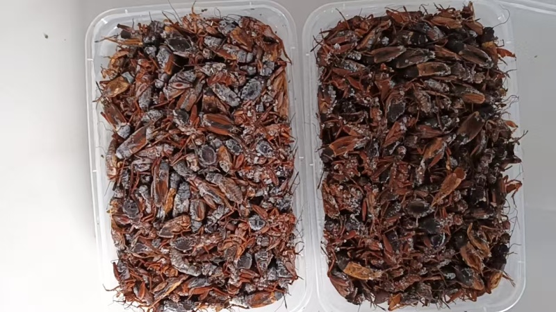 双斑油葫芦蟋蟀自家养殖场月供货5000斤，品质保证价格美