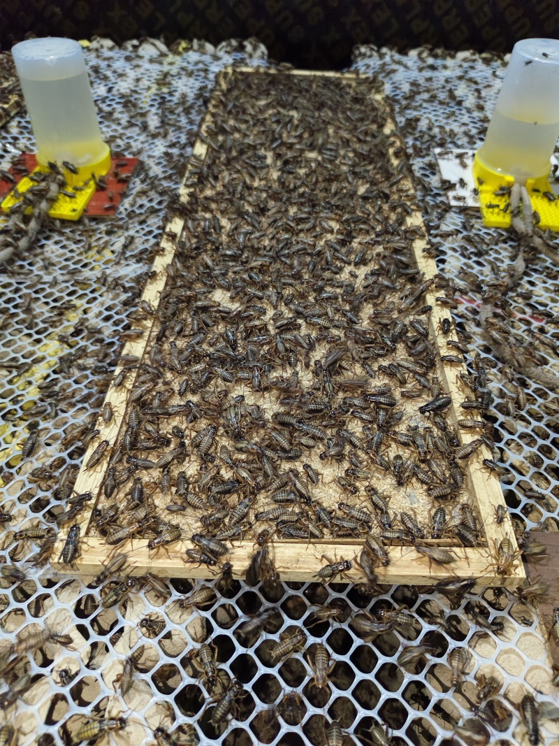 双斑油葫芦蟋蟀自家养殖场月供货5000斤，品质保证价格美