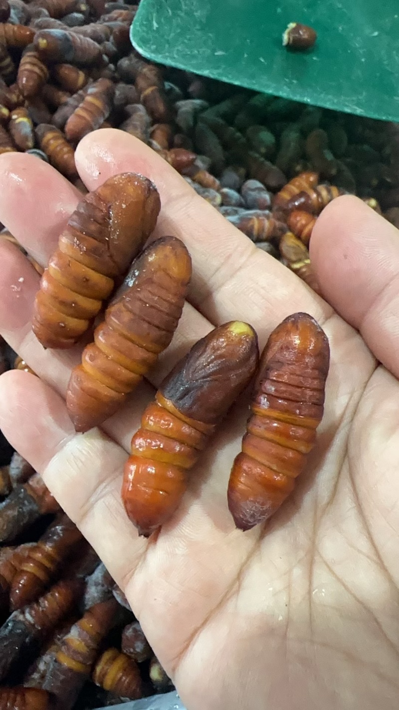 松蛹，核桃蛹，冷冻发货