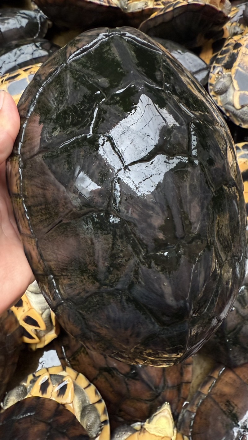石金钱老龟