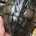 石金钱老龟
