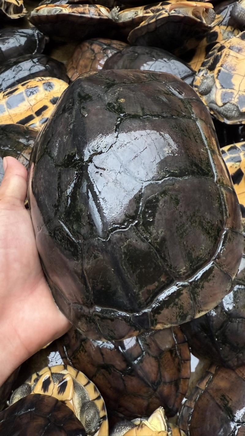 石金钱老龟