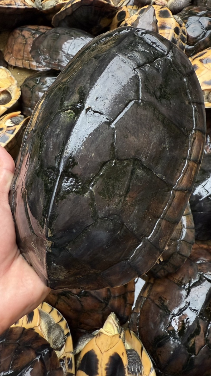 石金钱老龟