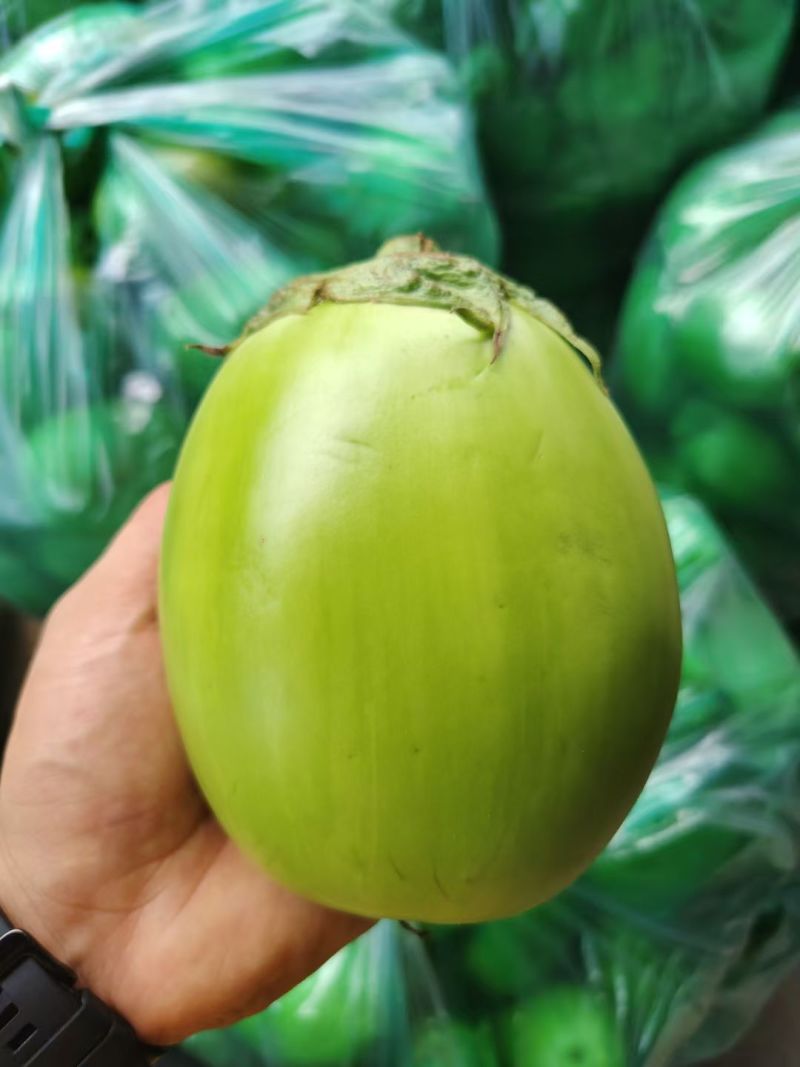 大棚青茄，量大有货