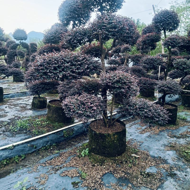 造型红继木
