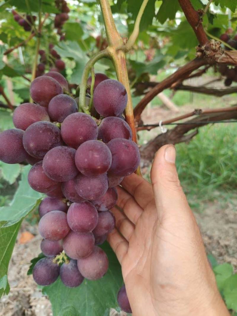 彭州大棚软梗有籽巨峰葡萄，口感独特，不信试试