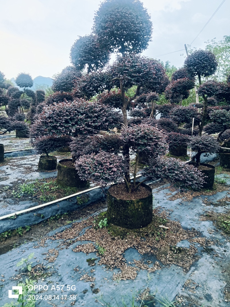 造型红继木