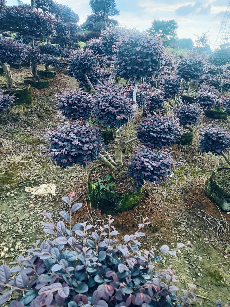 造型红继木