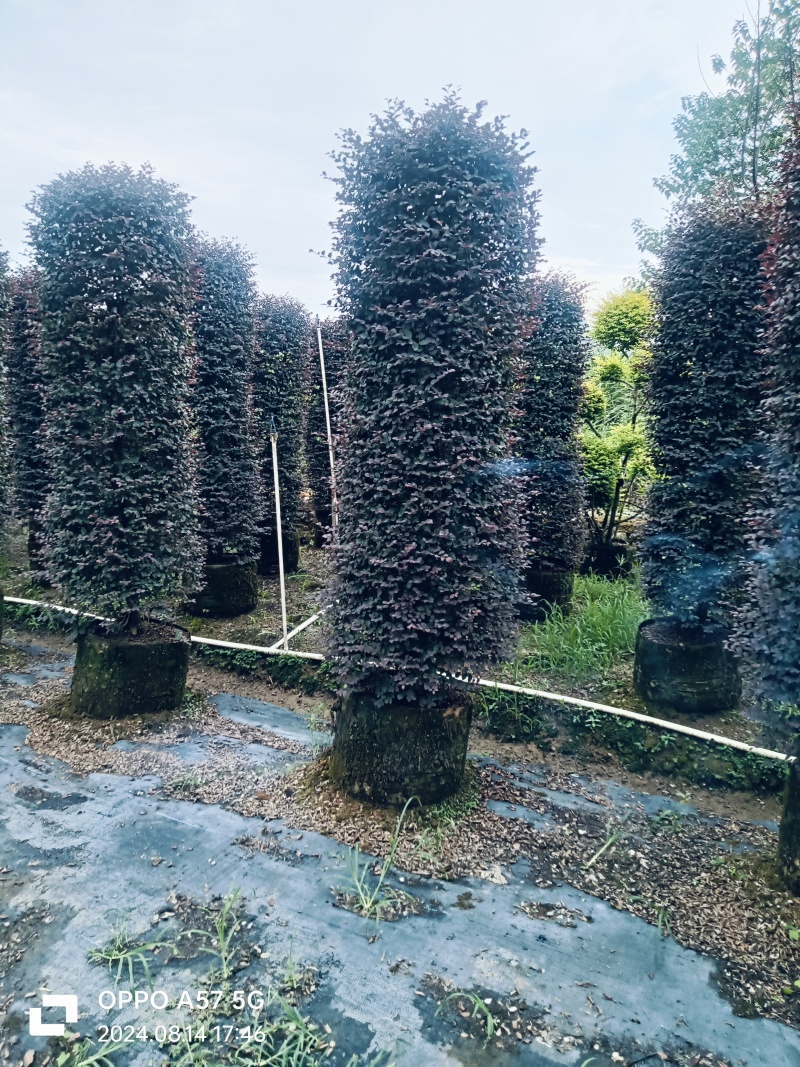 造型红继木