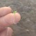 精品芹菜苗现挖现发成活率高质量保证欢迎咨询