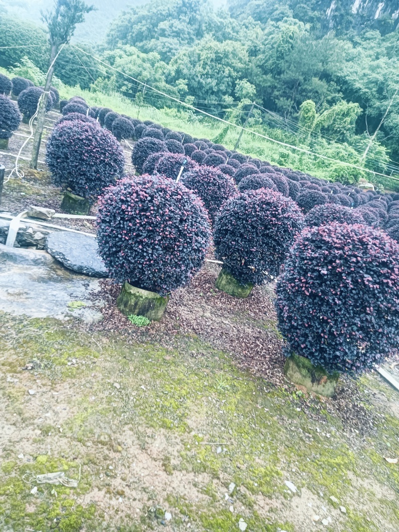 造型红继木