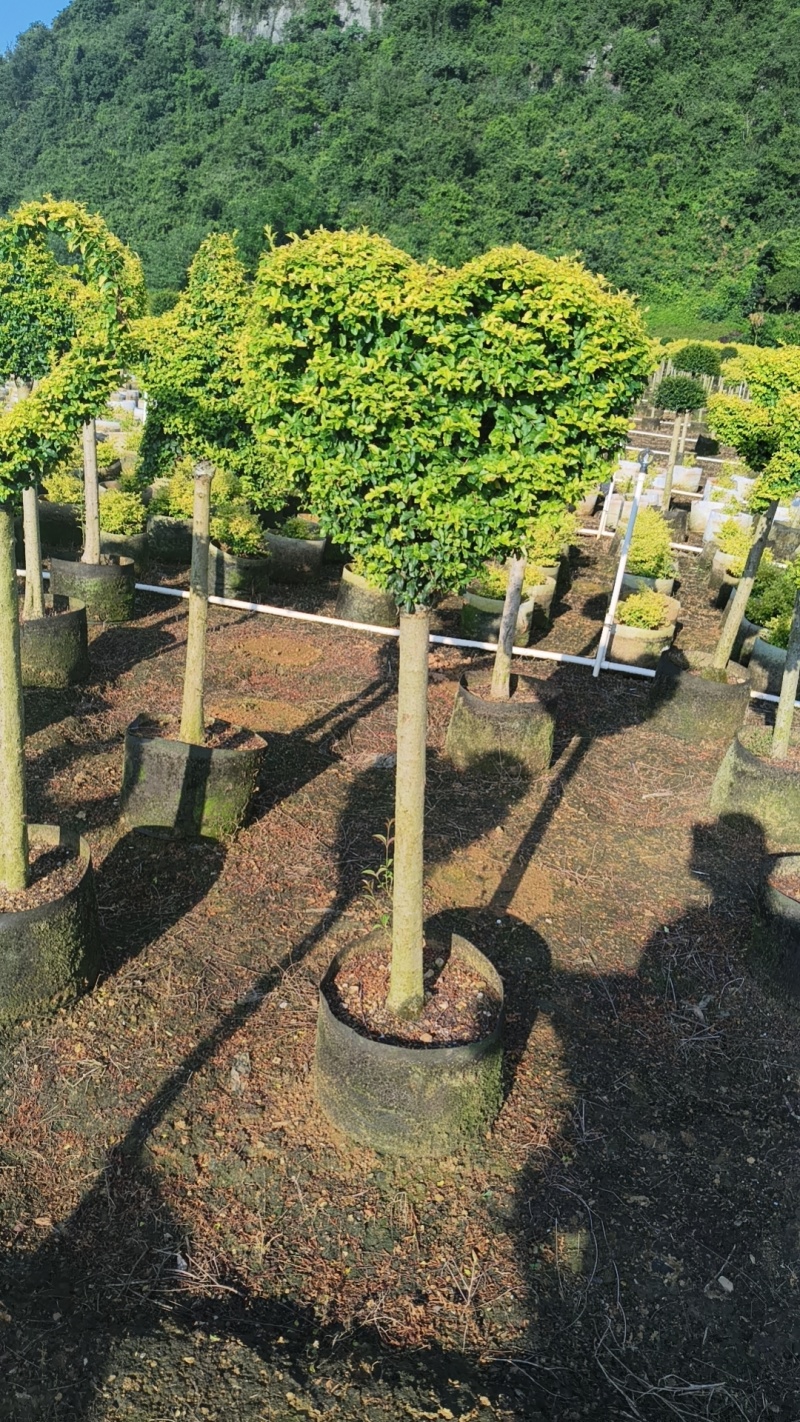 亮晶造型