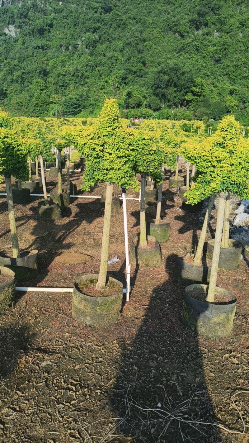 亮晶造型