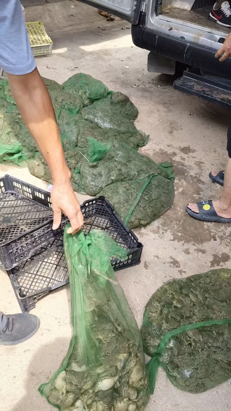 常年供应蟾蜍癞蛤蟆各种规格提供合法手续