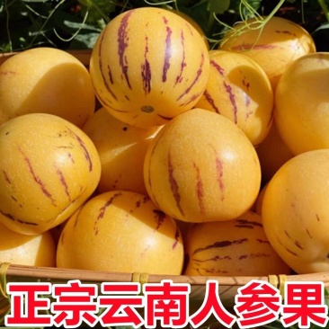精品小果