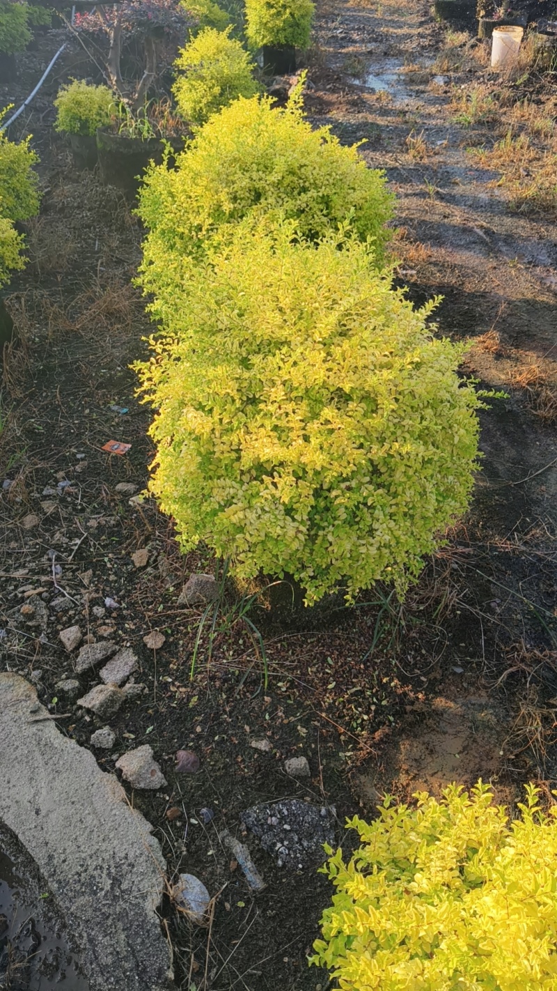 亮晶女贞球