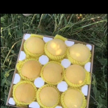 山东蒙阴黄桃黄中黄锦绣黄桃