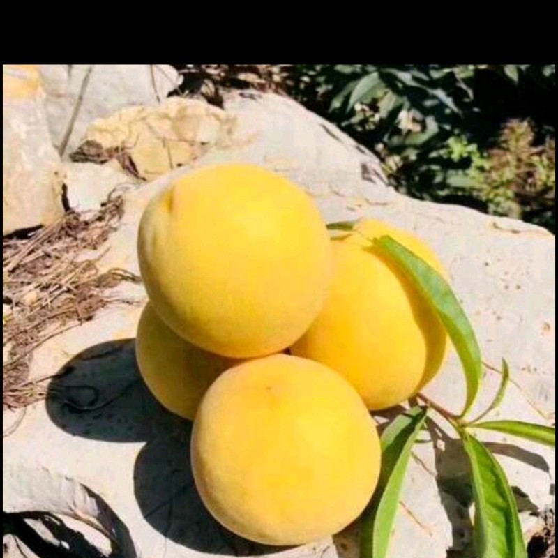 山东蒙阴黄桃黄中黄锦绣黄桃