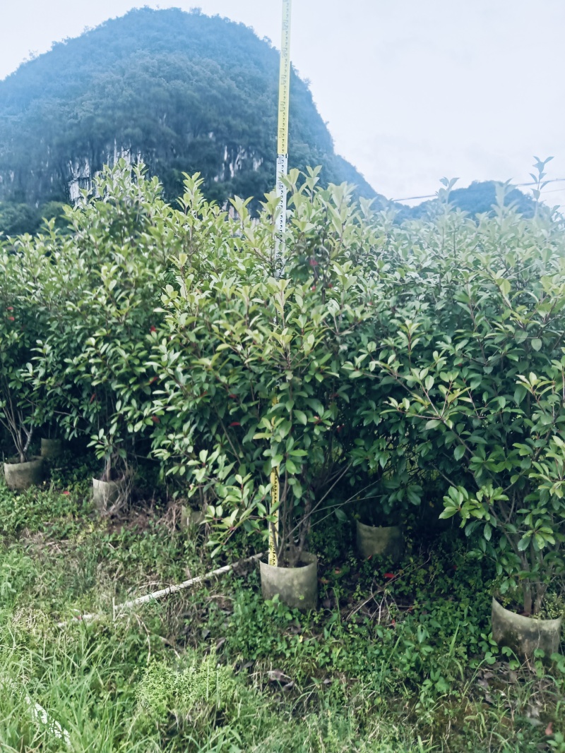 红叶石楠绿离
