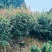 红叶石楠绿离