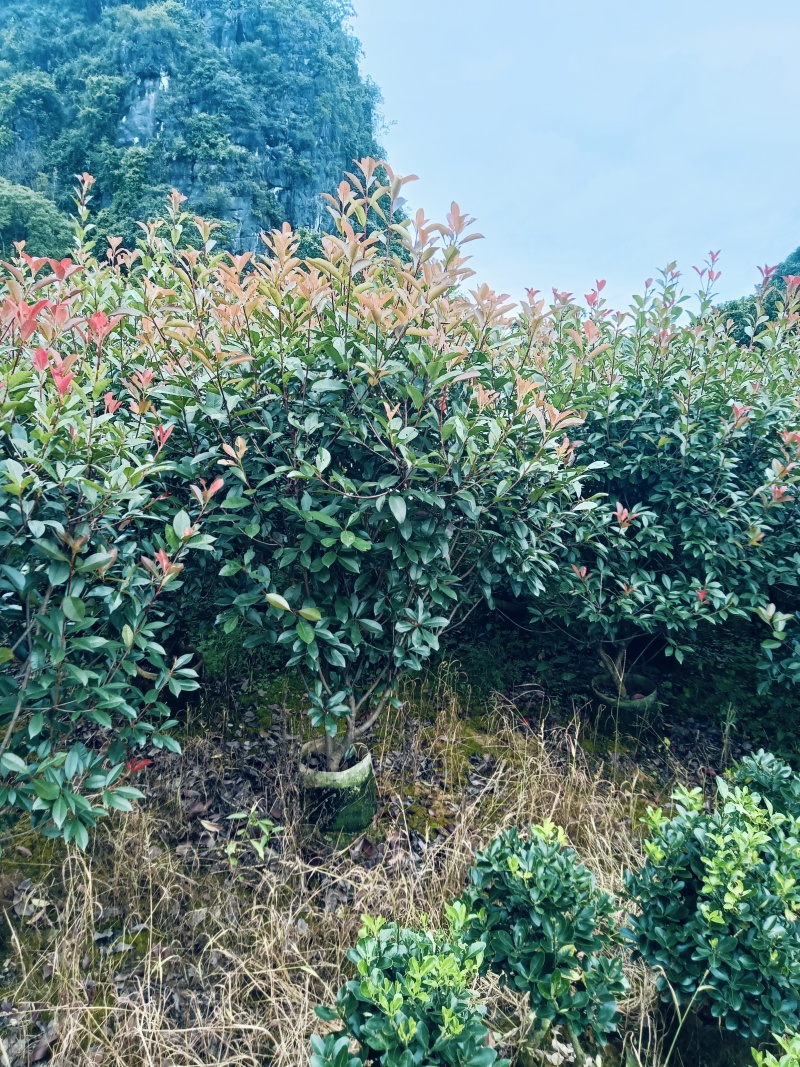 红叶石楠绿离