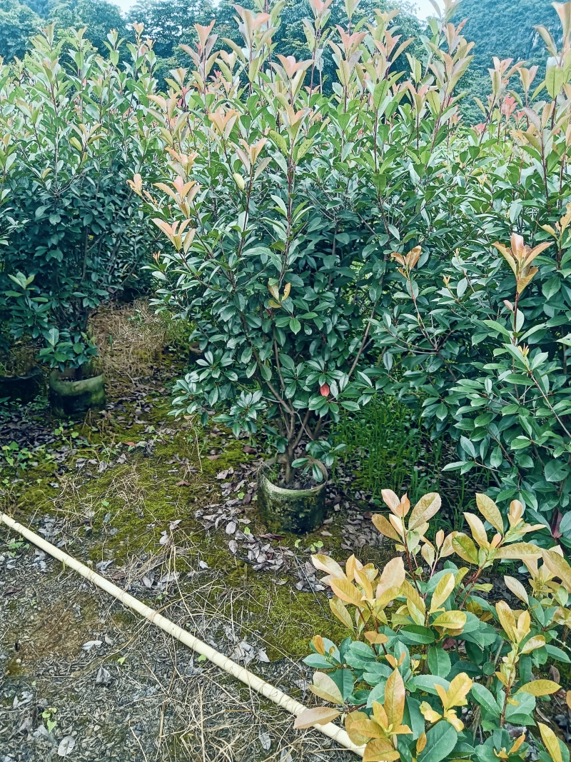 红叶石楠绿离