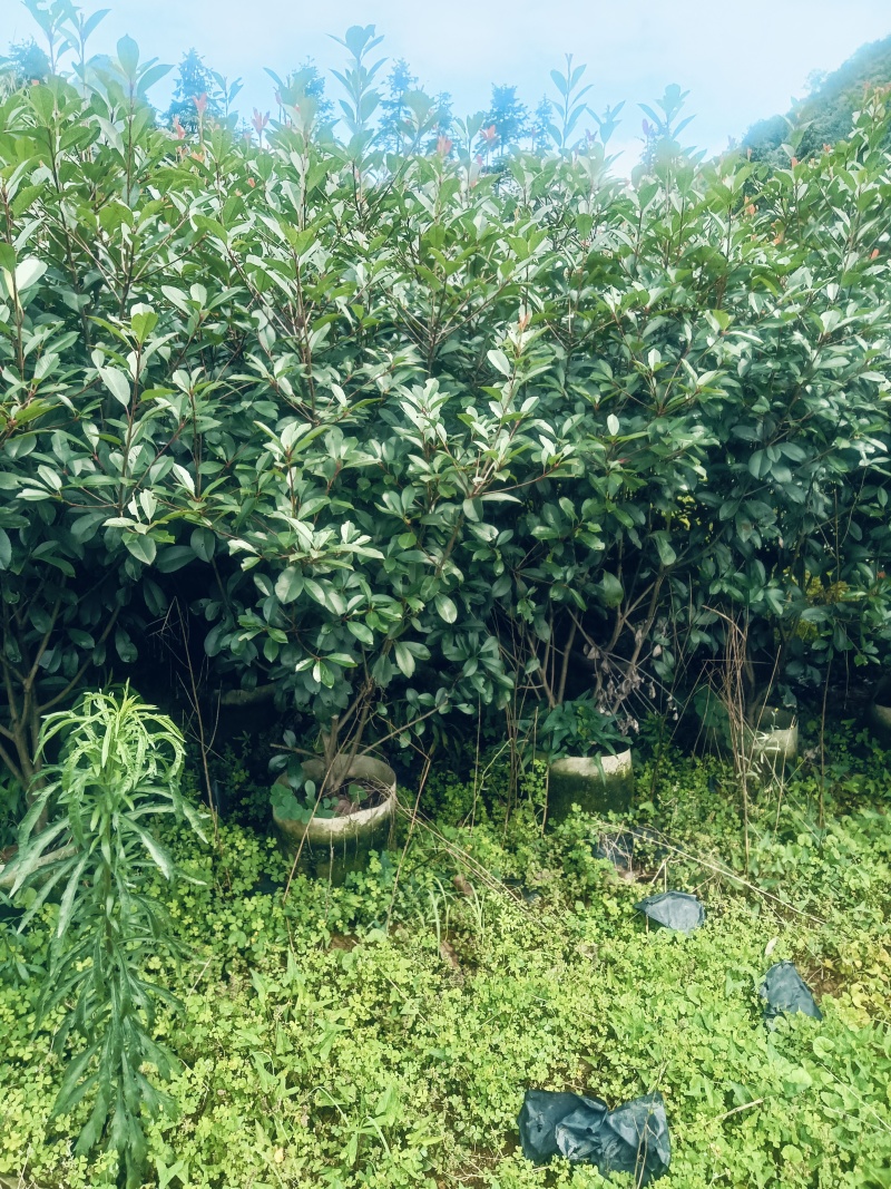 红叶石楠绿离