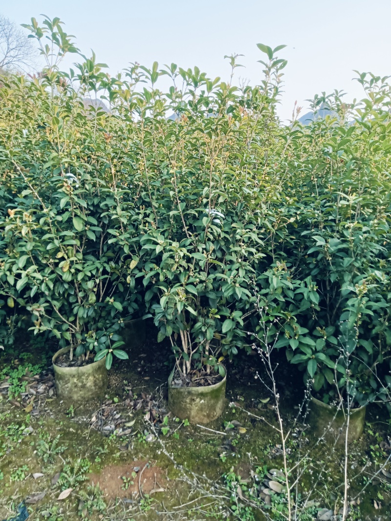 红叶石楠绿离