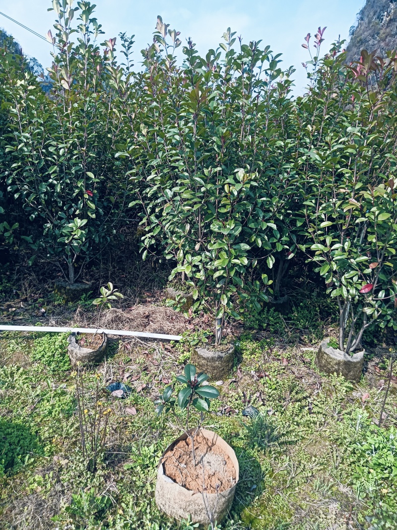 红叶石楠绿离