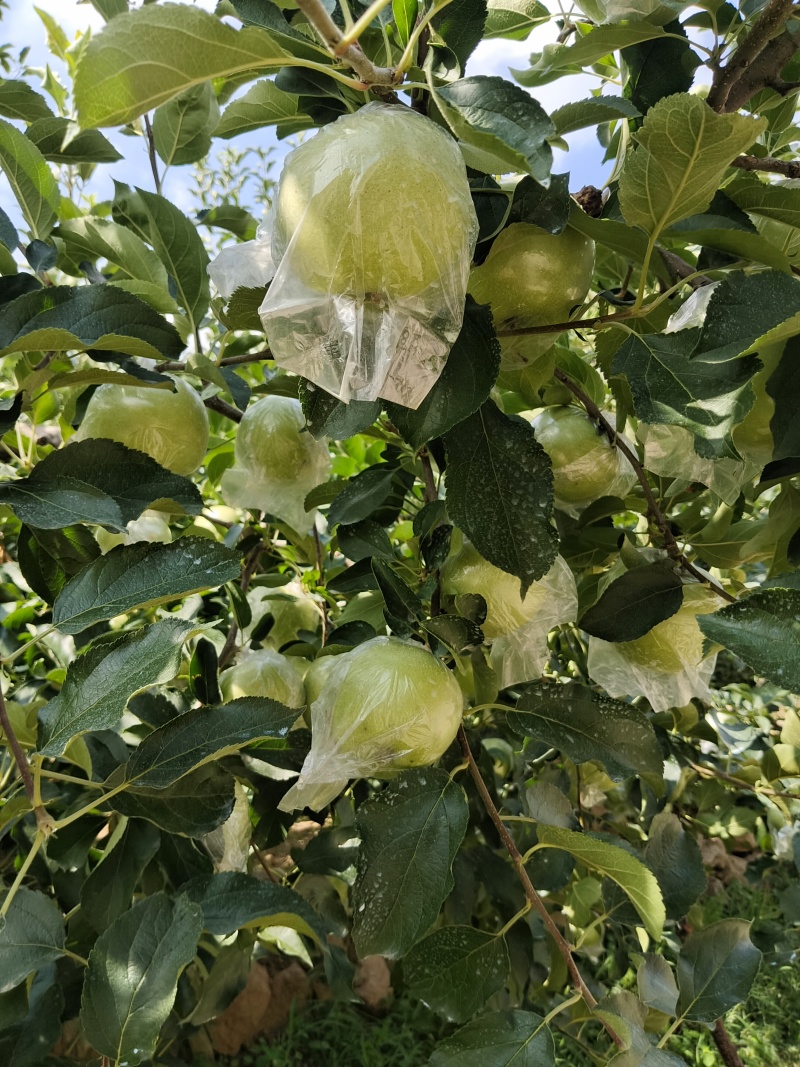 金帅苹果大量上市了