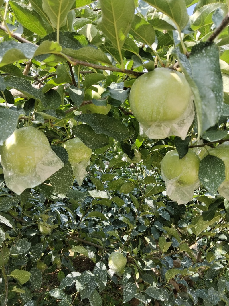 金帅苹果大量上市了