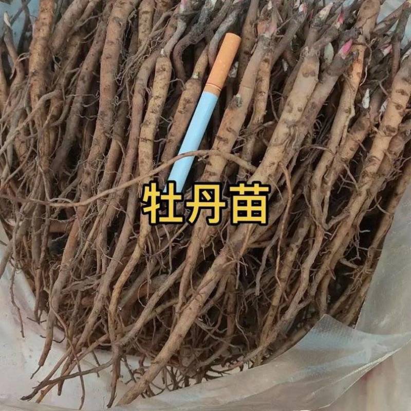 牡丹苗