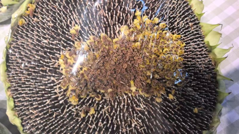 内蒙赤峰品种原味熟瓜子电商用货商超用量大优惠